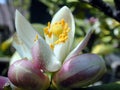 Lemon Tree Flower and Buds Royalty Free Stock Photo