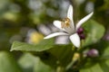 Lemon tree flower close up on blurred background Royalty Free Stock Photo