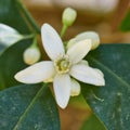 Lemon tree flower closeup Royalty Free Stock Photo