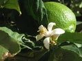 Lemon tree flower with green lemon fruit in background Royalty Free Stock Photo