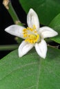 Lemon tree flower Royalty Free Stock Photo