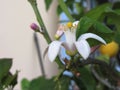 Lemon tree flower and leaves with ripe fruit in the background Royalty Free Stock Photo