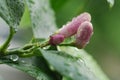 Lemon tree flower Royalty Free Stock Photo