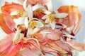 Lemon tree flowers and orange hibiscus petals