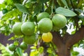 Lemons tree Royalty Free Stock Photo