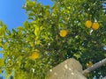 Lemon tree