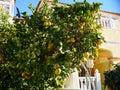 Lemon tree in front of house Spain Royalty Free Stock Photo