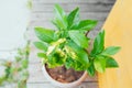 Lemon tree without fruit, citrus growing at home, large green leaves of the plant Royalty Free Stock Photo