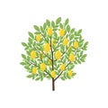 Lemon tree. Fruit tree. Vector illustration. Royalty Free Stock Photo