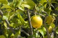 Lemon on tree Royalty Free Stock Photo