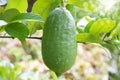 Lemon Tree fruit Royalty Free Stock Photo