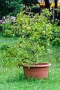 Lemon tree with fruits in a brown flower pot Royalty Free Stock Photo