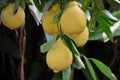 Lemon tree fruits Royalty Free Stock Photo