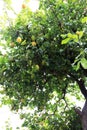 Lemon tree with fruits Royalty Free Stock Photo