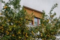 lemon tree in a garden with a window background with yellow shutters. Home gardening, Italy Royalty Free Stock Photo