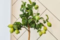 A lemon tree with green lemon fruits growing in a pot. Royalty Free Stock Photo