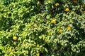 Lemon tree with green and yellow fruit