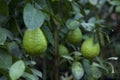 Lemon tree in greenhouse, unripe big green lemons fruit, close-up, agriculture concept Royalty Free Stock Photo