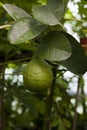 Lemon tree in greenhouse, unripe big green lemons fruit, close-up, agriculture concept Royalty Free Stock Photo