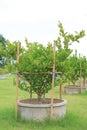 Lemon tree growing in a cement pot. Organic lime farm Royalty Free Stock Photo