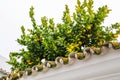 Lemon tree growing on the roof. Andalusia Spain Royalty Free Stock Photo