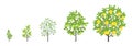 Lemon tree growth stages. Vector illustration. Ripening period progression. Fruit tree life cycle animation plant seedling. Lemon