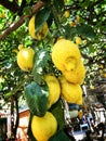 Lemon tree Royalty Free Stock Photo