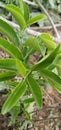 Lemon tree leaves green colour