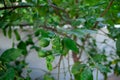 Lemon tree. Lemon fruit ripen on the branch. Lemon tree foliage background. Green leaves foliage. Unripe green fruit. Royalty Free Stock Photo