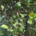 Lemon tree with lemon, green color, with leafs