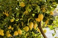 Lemon tree with lemons on branches