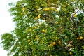 lemon tree with lemons ripening in the sun on its branches Royalty Free Stock Photo