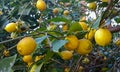 Lemon Tree Lemons Yellow Tree Leaves