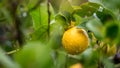 Lemon on tree limb in Sicily