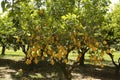 Lemon tree with a llot of ripe fruits