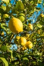 Lemon tree Royalty Free Stock Photo