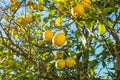 Lemon tree Royalty Free Stock Photo