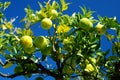 Lemon Tree With Many Lemons