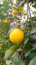 Lemon tree