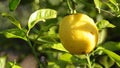 Lemon tree moved by the wind