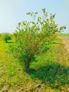 Lemon tree plant in field lemon-orchard lemons garden citrus limon plants a small evergreen fruit-tree flowering-plant photo Royalty Free Stock Photo