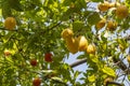 Lemon tree plantation at Sorrento city.