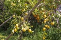 Lemon tree plantation at Sorrento city.