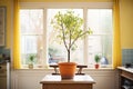 lemon tree in a pot by a french window in a dining room Royalty Free Stock Photo