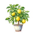 Lemon tree in a pot isolated on white background. Watercolor illustration. Made with generative ai Royalty Free Stock Photo