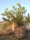 Lemon tree in a pot on a top roof. Lime plants and fruits in a home garden. Royalty Free Stock Photo