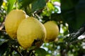 Lemon tree after the rain. Several large lemon fruits hang on a branch on which water drips