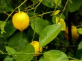 A lot of lemons lemon tree Royalty Free Stock Photo