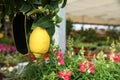 Lemon tree with ripe fruit and beautiful blooming snapdragon plants in garden center, closeup. Space for text