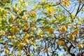 Lemon tree with ripe fruits. Branch of fresh ripe lemons with leaves in sun beams. Mediterranean citrus